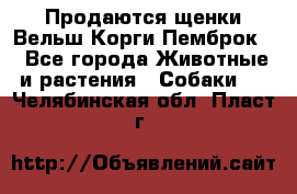 Продаются щенки Вельш Корги Пемброк  - Все города Животные и растения » Собаки   . Челябинская обл.,Пласт г.